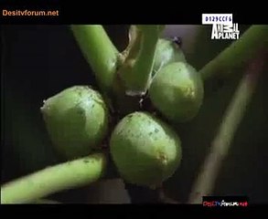 Wild Asia 6th August 2014 Video Watch Online pt2