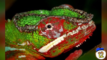 15 Strangest Things Sent Via Mail