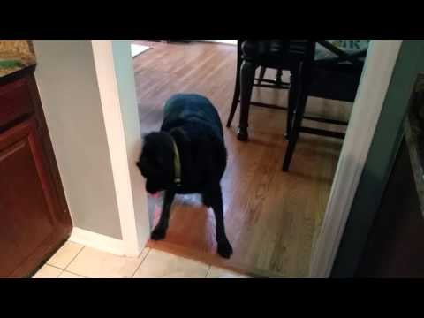 Adorable Dog Knows When to Go to Bed