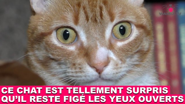 Ce chat est tellement surpris qu'il reste figé les yeux ouverts ! Maintenant dans la Minute Chat #208