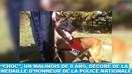 "Choc", un malinois de 8 ans, décoré de la médaille d'honneur de la police nationale ! Plus d'infos dans la Minute Chien #208