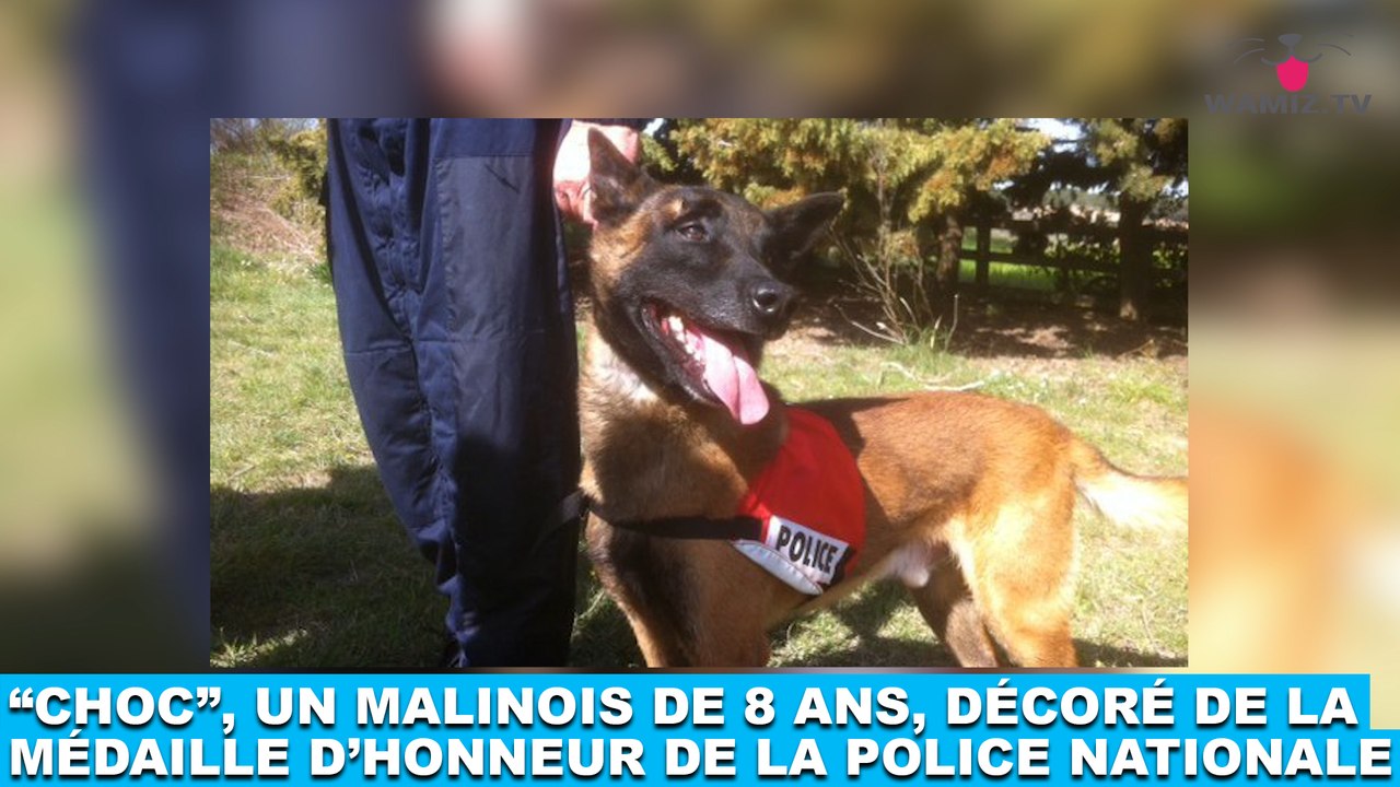 "Choc", un malinois de 8 ans, décoré de la médaille d'honneur de la police nationale ! Plus d'infos dans la Minute Chien #208