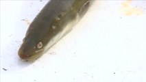L’anguille : Une opération de comptage à La Barre-de-Monts