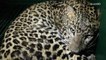 Leopard Rescued After Getting Trapped in Home