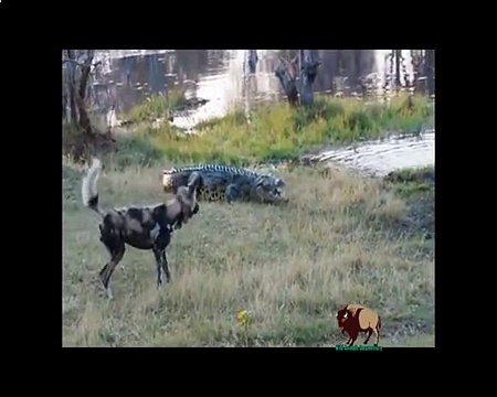 Biggest wild animal fights - CRAZIEST Animals Attack - Crocodile,Elephant,Leopard,Zebra,Rhino,Eagle