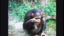After 18 Years Apart, She Thought The Chimp Forgot Her. Watch When She Reaches Towards Him…