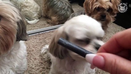 Cute and innocent until proven guilty