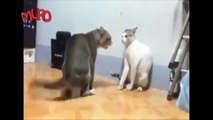 Yok Böyle Bir Kedi Kavgası