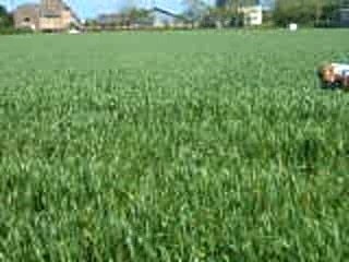 La petite maison in the prairie