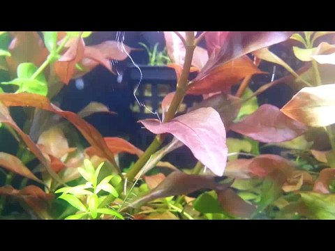 I MIRACOLI DEL CORANO Corano - IV