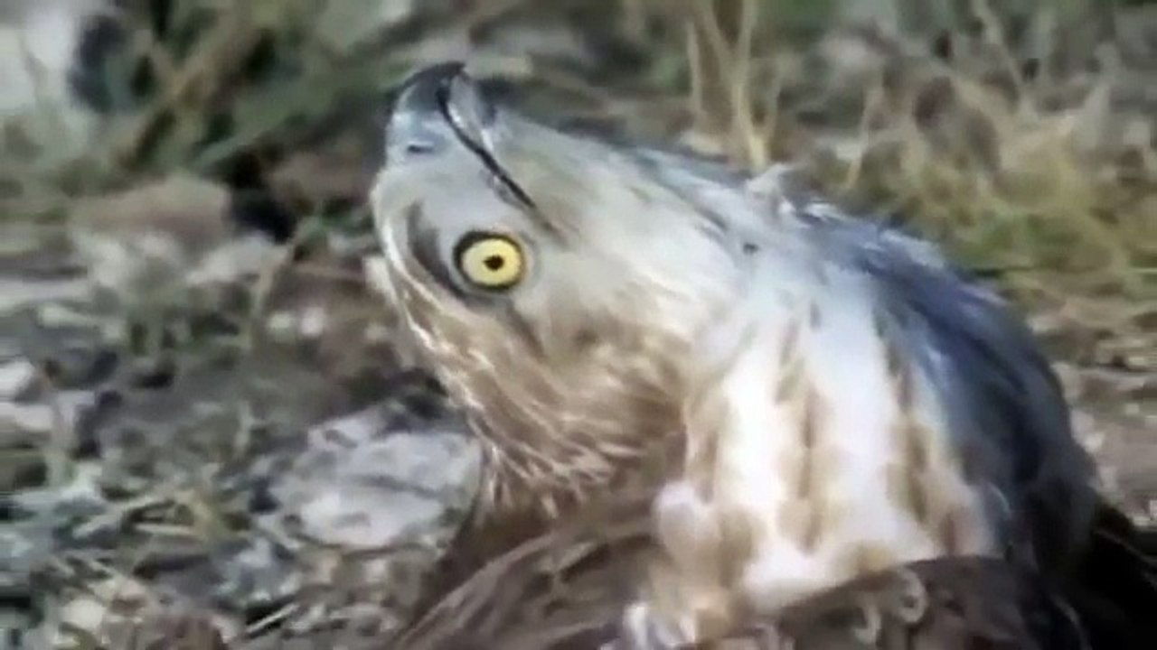 Snake and Owl fight ... Snake died