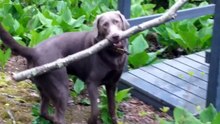 Смешные животные. Подборка под музыку. Funny animals. Super