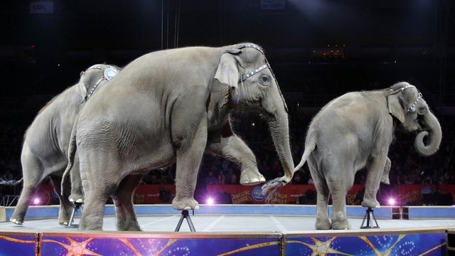 Inside the final elephant performance at Ringling Bros. circus