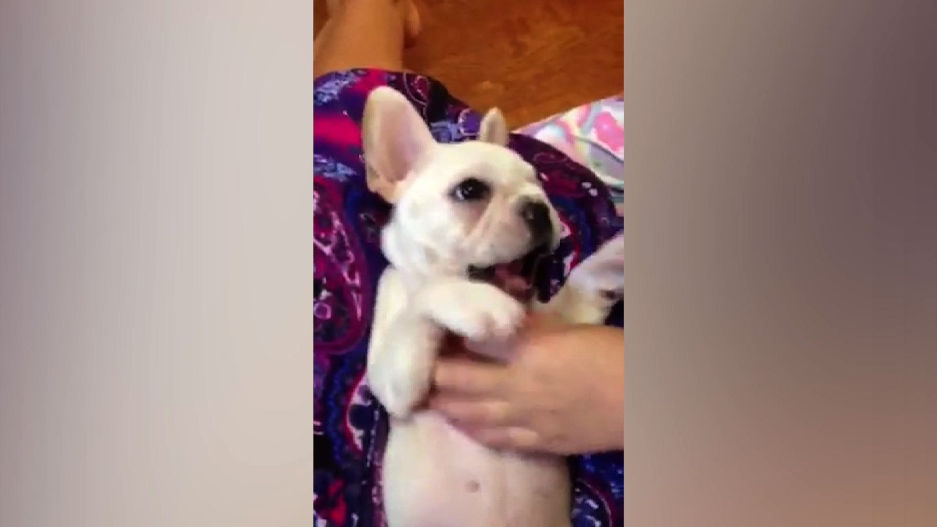 ⁣Cute French Bull Dog Claps Along To Song