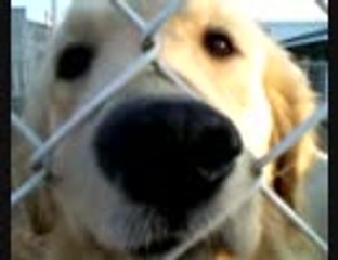 Neighboring golden retriever