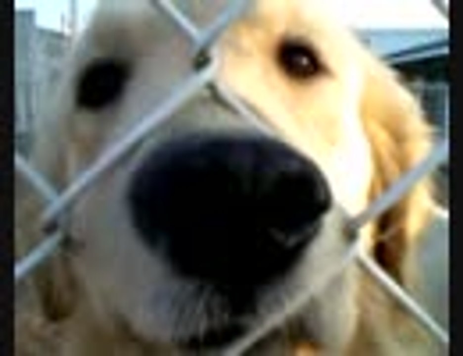 Neighboring golden retriever