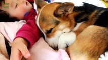 Babies and Animals Sleeping Together Compilation 2014