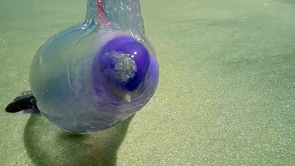 SE VEDETE QUESTA STRANA CREATURA NON TOCCATELA, ECCO QUAL È IL RISCHIO!