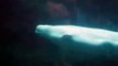 Beluga Whale @ the Mystic Aquarium- Connecticut
