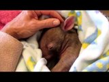Wombat Snuggles Into New Human Mum While Recovering From Tick Bites