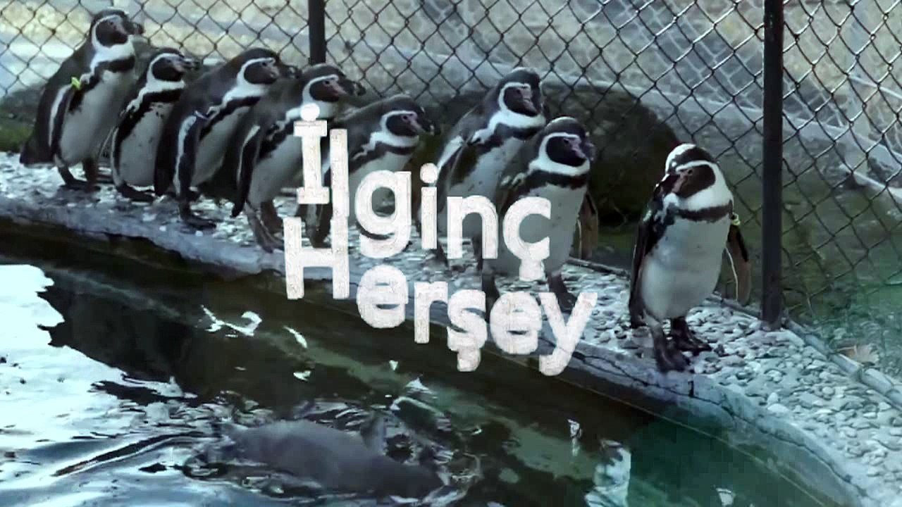 Sevimli penguen yavruları konvoy halinde yürüyor