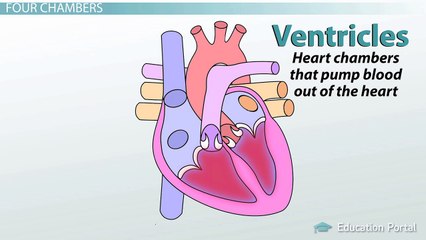 Anatomy of the Heart: Blood Flow and Parts