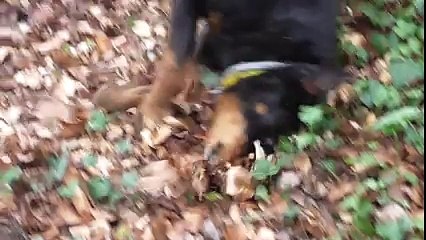 Chien ,croisé COCA sortie du refuge Oct 2015