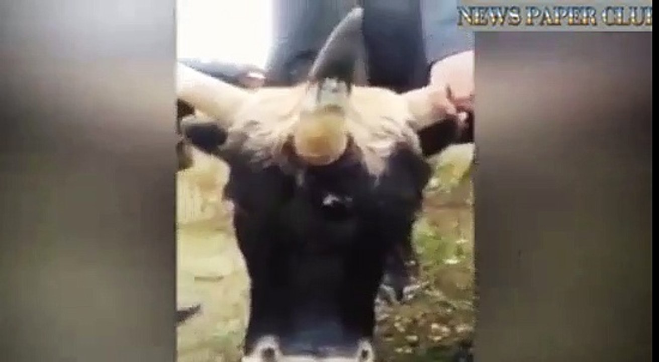 These three cow horns