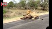 Biggest wild animal fights   CRAZIEST Animals Attack Caught On Camera