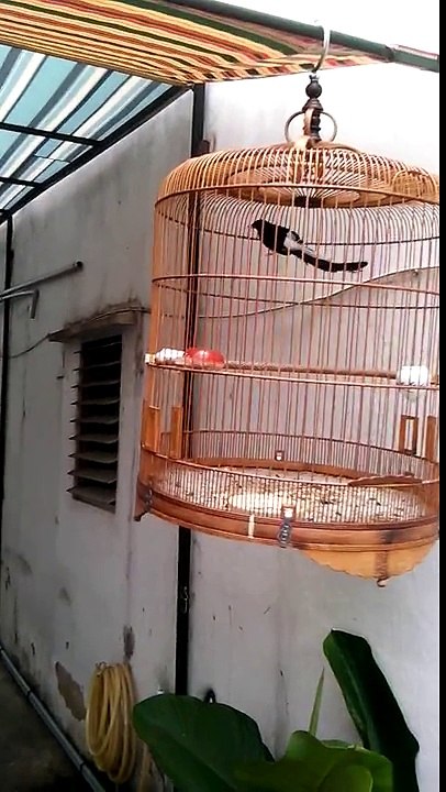 Chích chòe lửa đuôi 24 của thiên