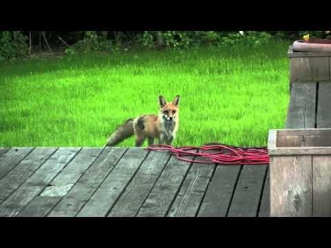 What the Fox Actually Says