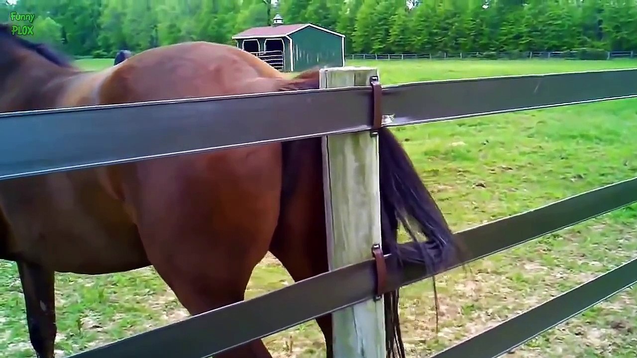 Top 10 Funny Horse Videos 2015