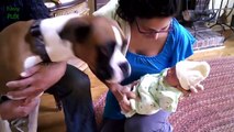 Cute Cats and Dogs Meeting Babies Compilation 2014