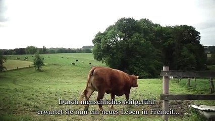 La mucca pensa di andare al macello per questo inizia a piangere: ecco la reazione incredibile!