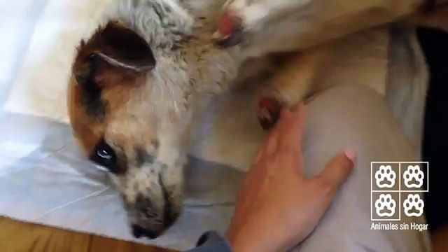 Dei MOSTRI Gli Hanno TAGLIATO Le ZAMPE, Quando I Soccorritori Lo Hanno Trovato Non Riuscivano A Credere Ai Propri Occhi