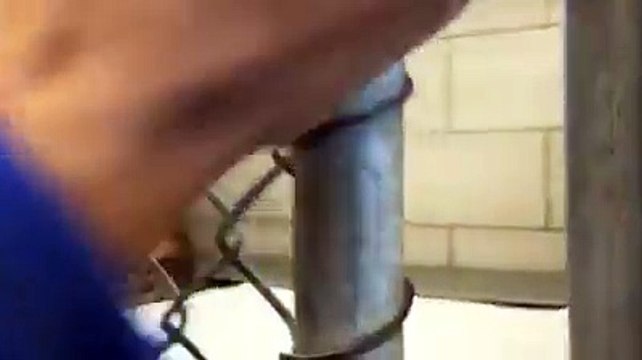 Questo cucciolo è stato abbandonato e ha molta paura degli esseri umani. Per la prima volta si farà accarezzare!