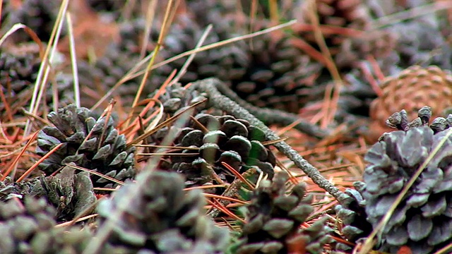 Protect Environment (Bảo vệ môi trường)
