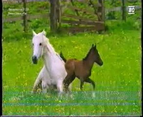 Mascotas: La vida secreta de los caballos