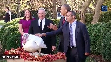 5 Fascinating Facts About Wild Turkeys