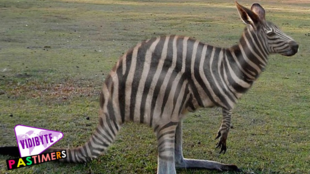 10 Crazy Animal Hybrids That Actually Exist