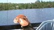 Beagles boating, the REAL Dog Day Afternoon!  - GLASTRON CVX 20 -