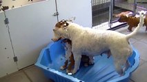 84ème vidéo Allez ! Dans la bassine ! Maman et ses petits chiots de STAFFORDLAND