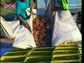 How Pistachio Nuts Are Harvested And Processed