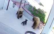 Fearless Dog Battles Bears (Surprise Ending)