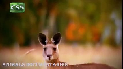 National Geographic Documentary Animals 2015   Wildlife Lions Animals