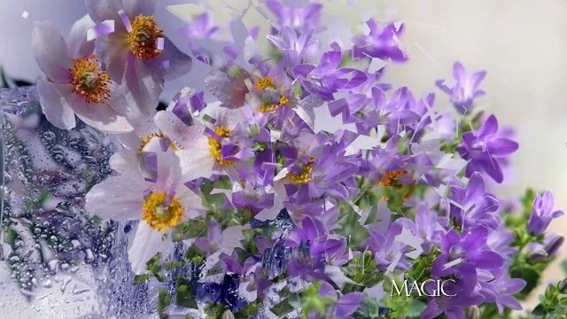 Transitions for Proshow Producer #12