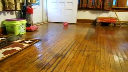 Kitten Plays with Hamster in a Ball