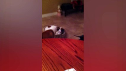 Dog Flips Brother Out of Bed