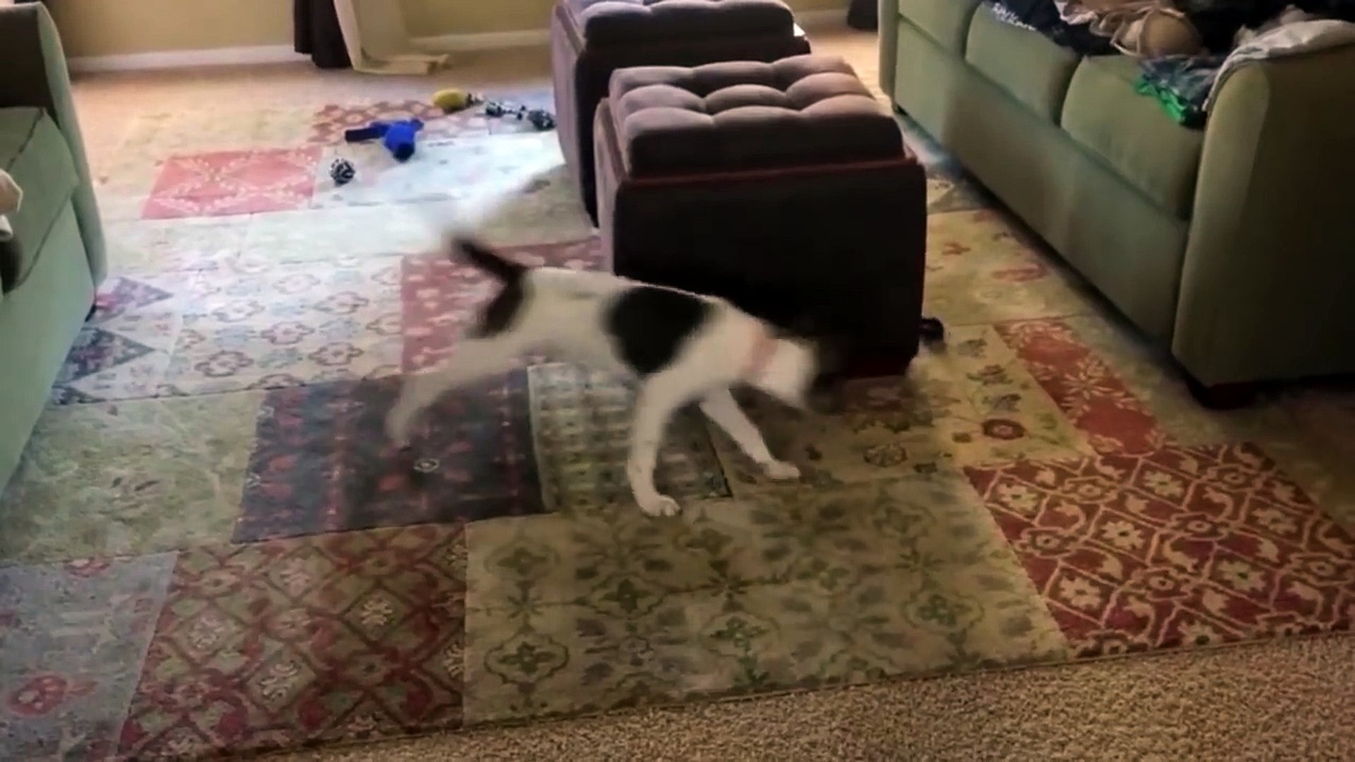 Silly Pets
