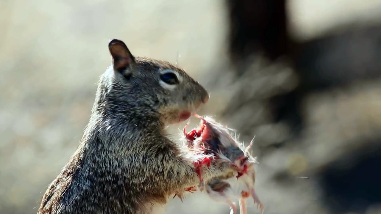 Cet écureuil trop mignon mange.. Une souris !!!?